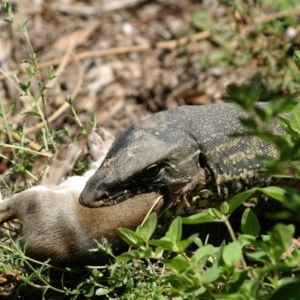 Varanus rosenbergi at Wamboin, NSW - 26 Dec 2008