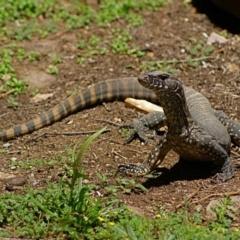 Varanus rosenbergi at Wamboin, NSW - 26 Dec 2008