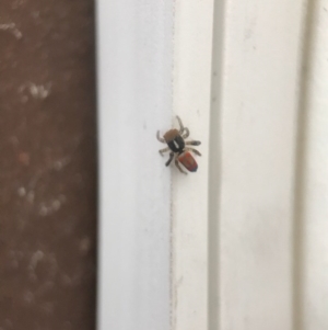 Maratus pavonis at Forde, ACT - suppressed