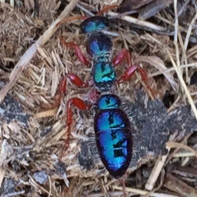 Diamma bicolor (Blue ant, Bluebottle ant) at Environa, NSW - 26 Oct 2017 by Wandiyali