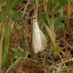 Faveria tritalis (Couchgrass Webworm) at Kambah, ACT - 26 Oct 2017 by JohnBundock