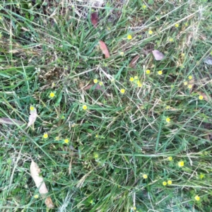 Trifolium campestre at Garran, ACT - 25 Oct 2017 12:00 AM