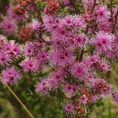 Kunzea parvifolia (Violet Kunzea) at Kambah, ACT - 25 Oct 2017 by JohnBundock