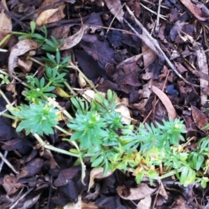 Galium aparine at Garran, ACT - 28 Aug 2017 04:26 PM