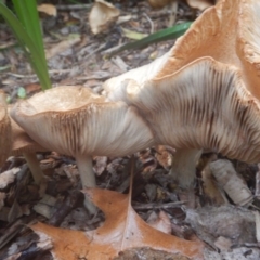 Agrocybe praecox group at Curtin, ACT - 22 Oct 2017 by MichaelMulvaney