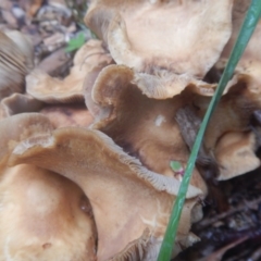 Agrocybe praecox group at Curtin, ACT - 22 Oct 2017 04:15 PM