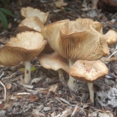 Agrocybe praecox group at Curtin, ACT - 22 Oct 2017 04:15 PM