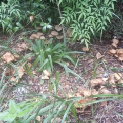 Agrocybe praecox group at Curtin, ACT - 22 Oct 2017 04:15 PM