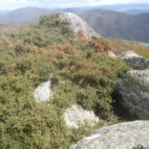 Podocarpus lawrencei at Cotter River, ACT - 24 Oct 2017