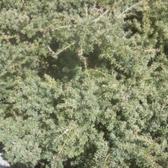 Podocarpus lawrencei at Cotter River, ACT - 24 Oct 2017