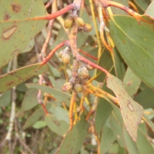 Eucalyptus pauciflora subsp. debeuzevillei at Cotter River, ACT - 24 Oct 2017