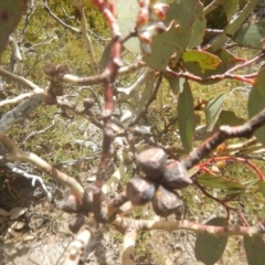 Eucalyptus pauciflora subsp. debeuzevillei at Cotter River, ACT - 24 Oct 2017