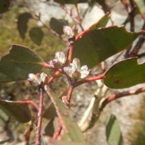 Eucalyptus pauciflora subsp. debeuzevillei at Cotter River, ACT - 24 Oct 2017