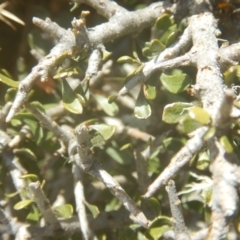 Melicytus dentatus (Tree Violet) at Bimberi Nature Reserve - 24 Oct 2017 by MichaelMulvaney