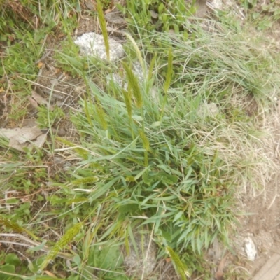 Anthoxanthum odoratum (Sweet Vernal Grass) at Cotter River, ACT - 24 Oct 2017 by MichaelMulvaney