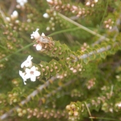 Epacris microphylla (Coral Heath) at Cotter River, ACT - 24 Oct 2017 by MichaelMulvaney