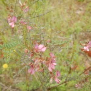 Indigofera adesmiifolia at Stromlo, ACT - 26 Oct 2017