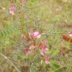 Indigofera adesmiifolia at Stromlo, ACT - 26 Oct 2017