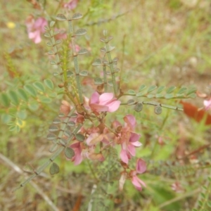 Indigofera adesmiifolia at Stromlo, ACT - 26 Oct 2017 10:15 AM