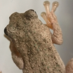 Litoria peronii (Peron's Tree Frog, Emerald Spotted Tree Frog) at Watson, ACT - 26 Oct 2017 by AaronClausen