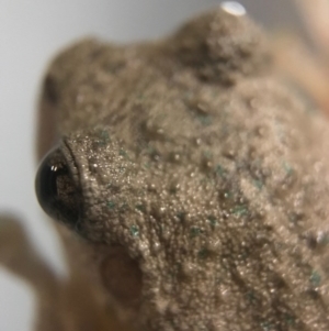 Litoria peronii at Watson, ACT - 26 Oct 2017 09:35 PM