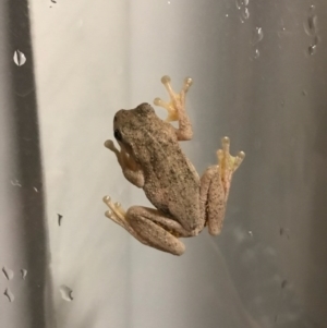 Litoria peronii at Watson, ACT - 26 Oct 2017 09:35 PM