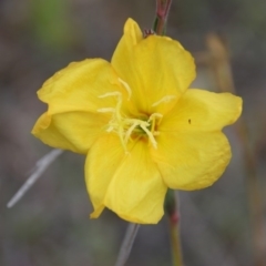 Oenothera stricta subsp. stricta (Common Evening Primrose) at Yarralumla, ACT - 26 Oct 2017 by RobertD