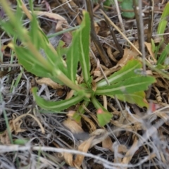 Oenothera stricta subsp. stricta at Yarralumla, ACT - 26 Oct 2017