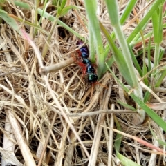 Diamma bicolor (Blue ant, Bluebottle ant) at Hume, ACT - 26 Oct 2017 by samreid007