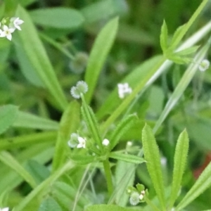 Galium aparine at Isaacs, ACT - 26 Oct 2017 04:14 PM