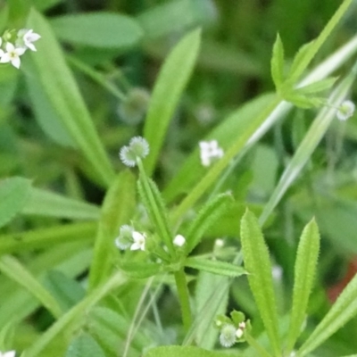 Galium aparine (Goosegrass, Cleavers) at Isaacs, ACT - 26 Oct 2017 by Mike