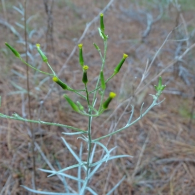 Senecio quadridentatus (Cotton Fireweed) at Isaacs, ACT - 26 Oct 2017 by Mike