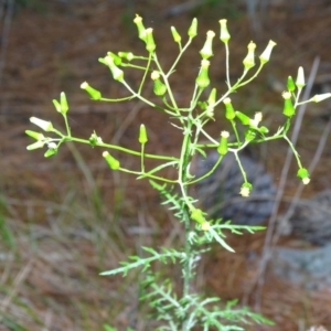 Senecio bathurstianus at Isaacs, ACT - 26 Oct 2017