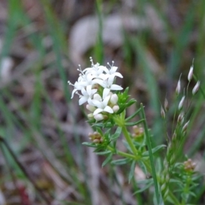 Asperula conferta at Isaacs, ACT - 26 Oct 2017