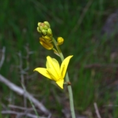 Bulbine bulbosa (Golden Lily) at Isaacs, ACT - 3 Nov 2017 by Mike