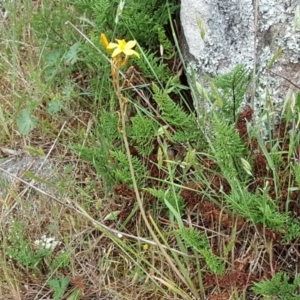 Bulbine bulbosa at Isaacs, ACT - 3 Nov 2017 12:03 PM