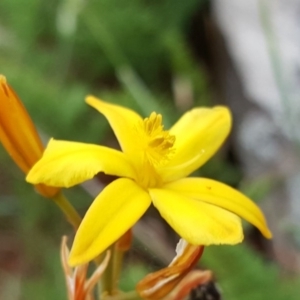 Bulbine bulbosa at Isaacs, ACT - 3 Nov 2017 12:03 PM