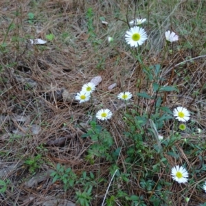 Erigeron karvinskianus at Isaacs, ACT - 26 Oct 2017