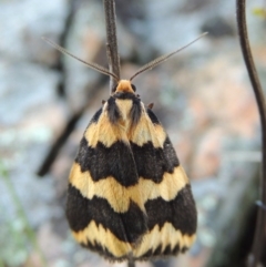 Termessa shepherdi (Shepherd's Footman) at Tennent, ACT - 10 Oct 2017 by michaelb