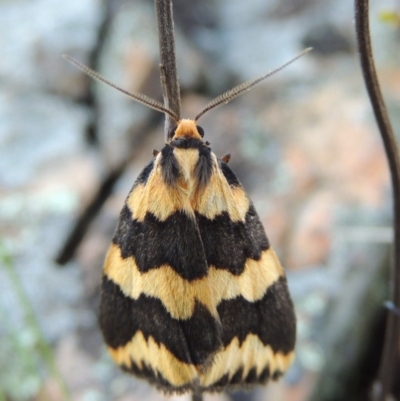 Termessa shepherdi (Shepherd's Footman) at Tennent, ACT - 10 Oct 2017 by michaelb