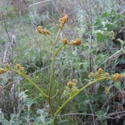 Pteridium esculentum (Bracken) at Tennent, ACT - 10 Oct 2017 by michaelb