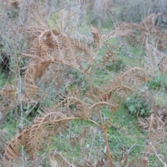 Pteridium esculentum at Tennent, ACT - 10 Oct 2017