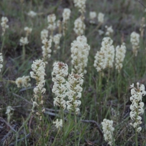 Stackhousia monogyna at Tennent, ACT - 10 Oct 2017 07:15 PM