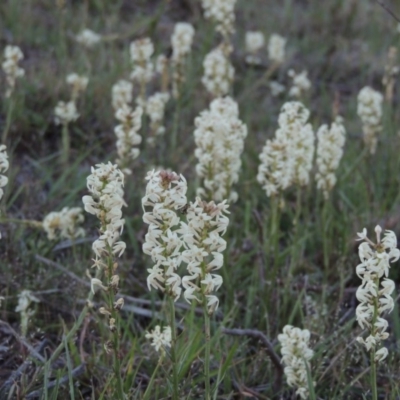 Stackhousia monogyna (Creamy Candles) at Tennent, ACT - 10 Oct 2017 by michaelb