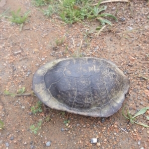 Chelodina longicollis at Bywong, NSW - 27 Oct 2017 09:15 AM