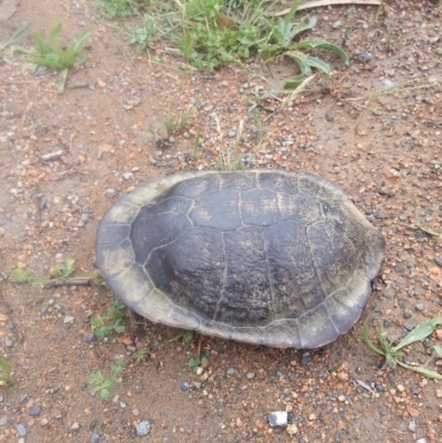 Chelodina longicollis (Eastern Long-necked Turtle) at Bywong, NSW - 26 Oct 2017 by Varanus