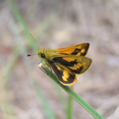 Ocybadistes walkeri (Green Grass-dart) at Kambah, ACT - 27 Oct 2017 by MatthewFrawley