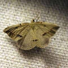 Taxeotis undescribed species nr epigaea (A geometer moth) at O'Connor, ACT - 17 Oct 2017 by ibaird