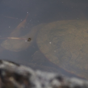 Chelodina longicollis at Illilanga & Baroona - 26 Oct 2017