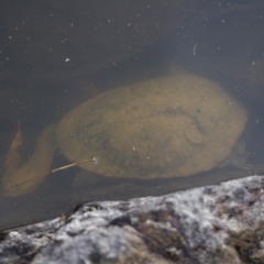 Chelodina longicollis at Illilanga & Baroona - 26 Oct 2017